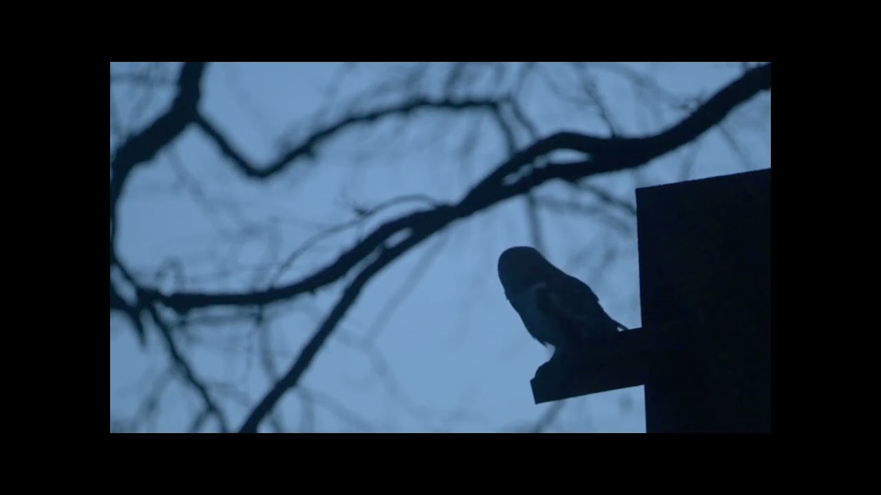 Barn owls at our nest box