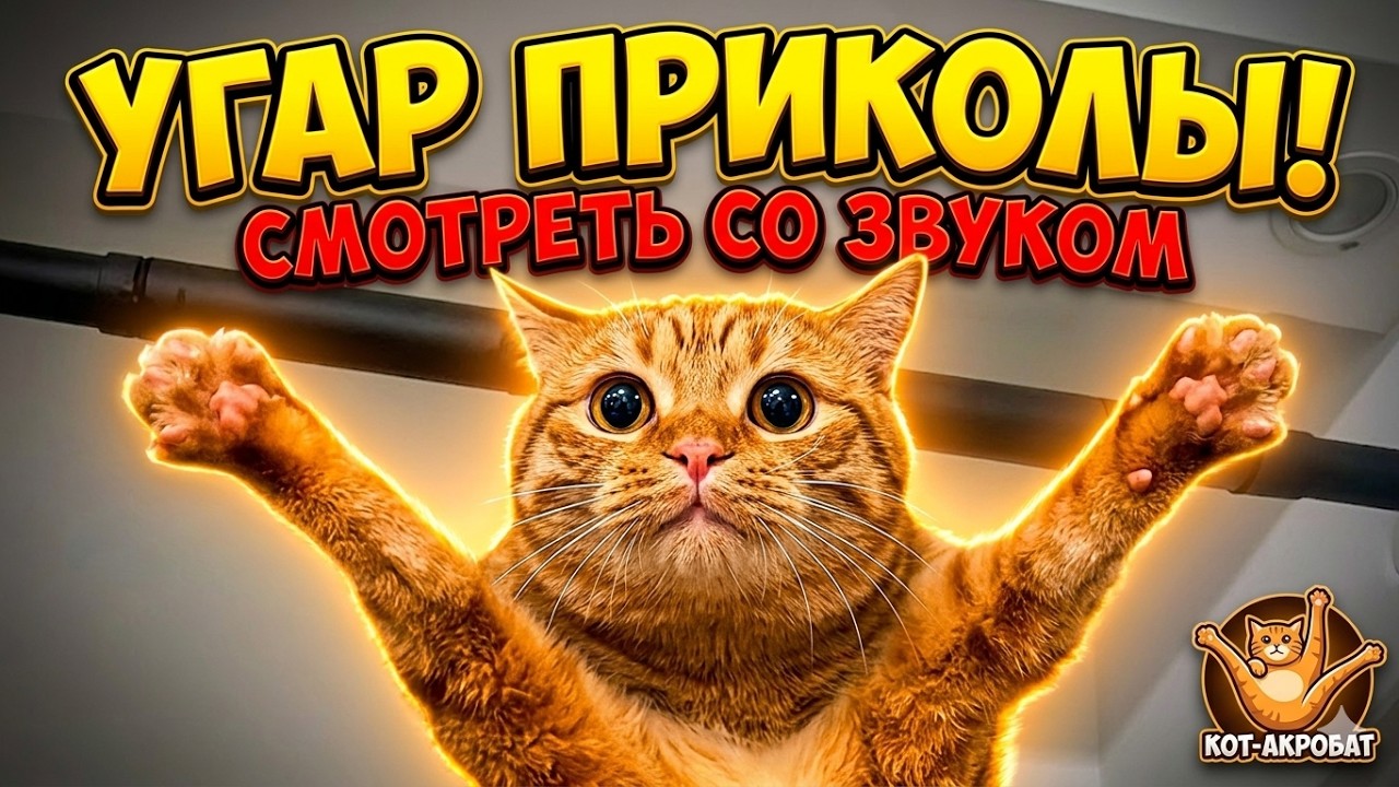 Приколы с котами! С ОЗВУЧКОЙ - Самые Смешные Животные! УГАР про котов и собак!