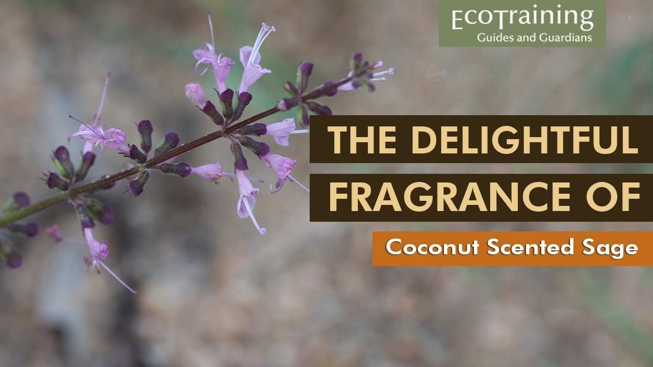 Flora Fridays: Coconut Scented Sage |  Grey-haired Sagebush