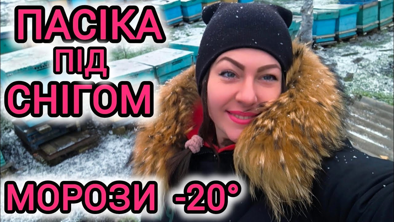Сильні морози до -20°. Пасіка під снігом. Що робити.