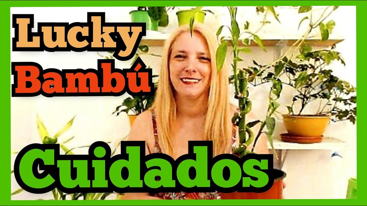 🎋COMO CUIDAR el BAMBOO de la suerte - CUIDADOS del LUCKY BAMBOO  @VerónicaCampaniniPlantas