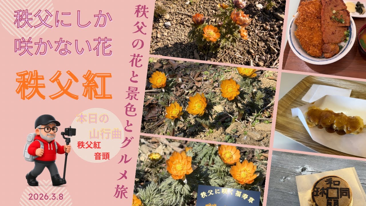 秩父の幻の福寿草「秩父紅」を見に行く！美の山ハイキング｜和銅遺跡・花の楽園・秩父グルメ満喫登山