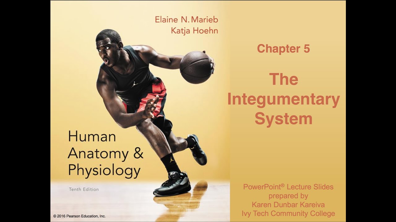 Chapter 5 Anatomy and Physiology: Integumentary System Lecture