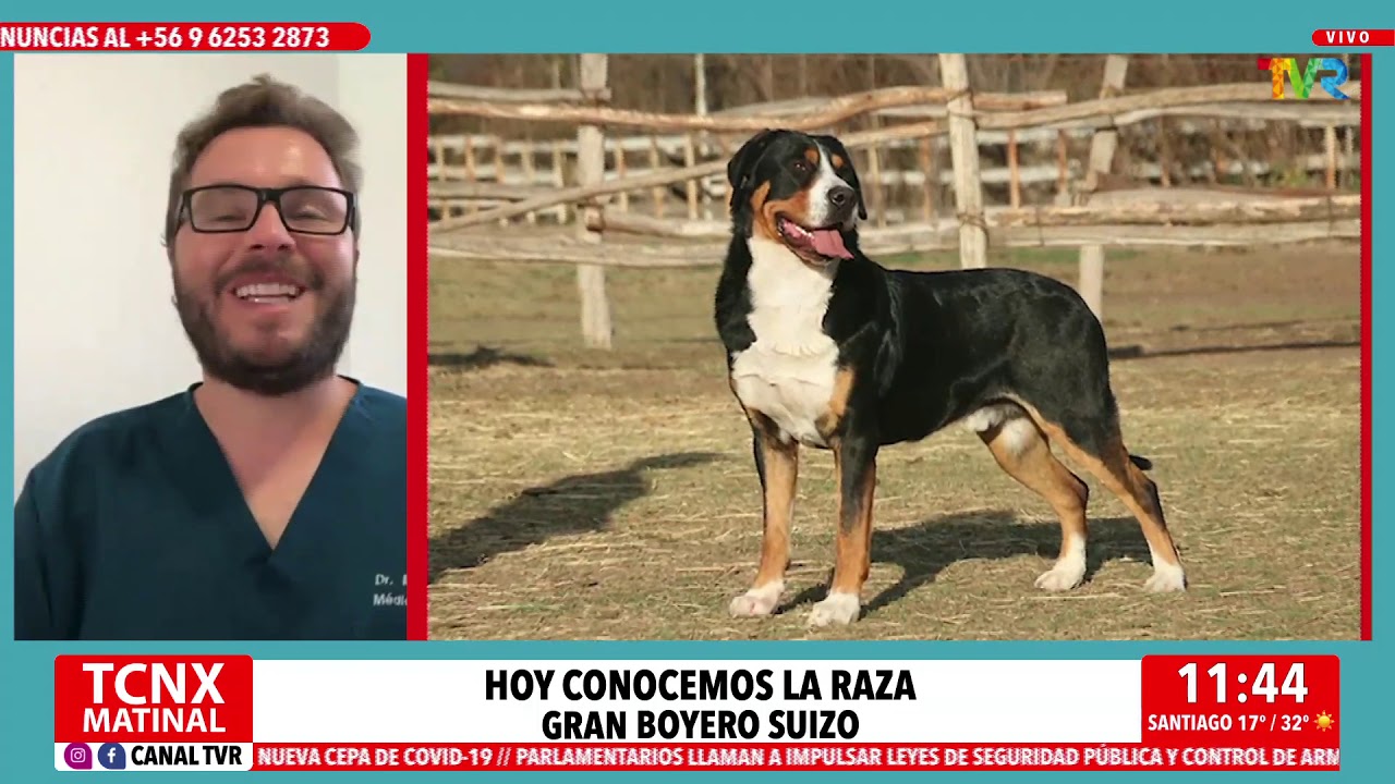 Milenko Ullrich y Montserrat Serra nos presentan la raza Gran Boyero Suizo