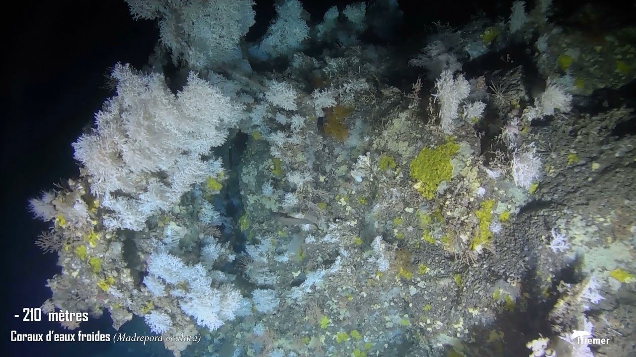 Plongée sur les coraux dans les profondeurs de la Méditerranée