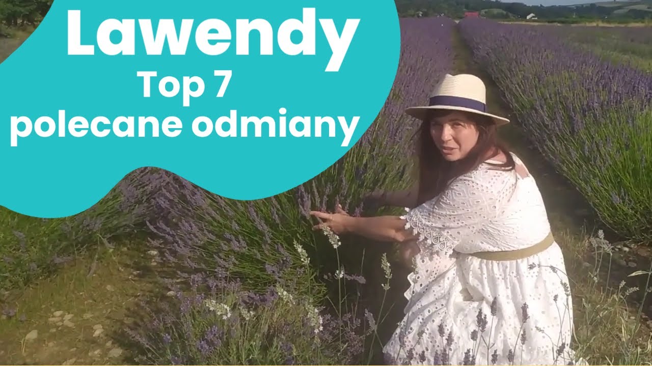 Lawendy - TOP 7 (r&oacute;żne kolory) odmian i gatunk&oacute;w. Kt&oacute;re wybrać do ogrodu?