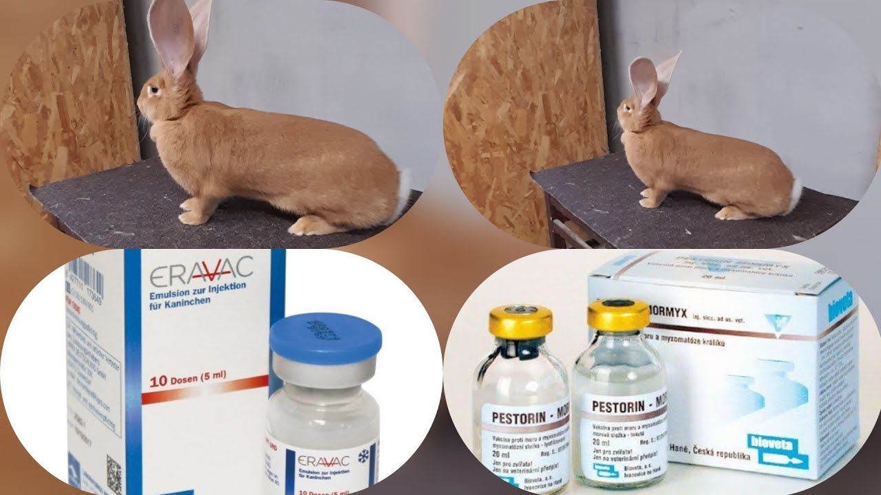 IEPURI | Vaccinarea iepurilor