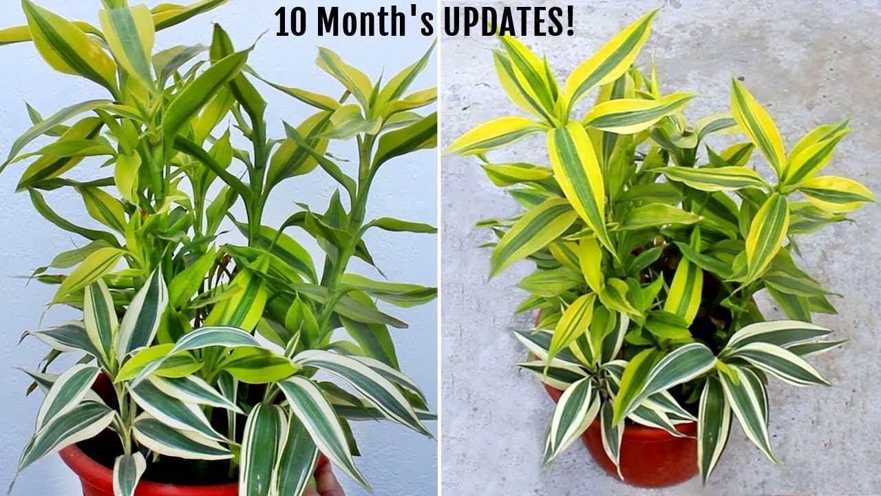 My SECRETS To Make Lucky Bamboo BUSHY