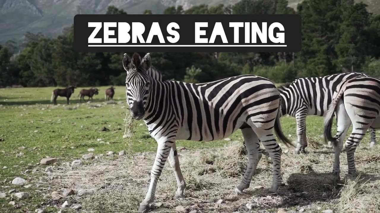 ZEBRAS EATING