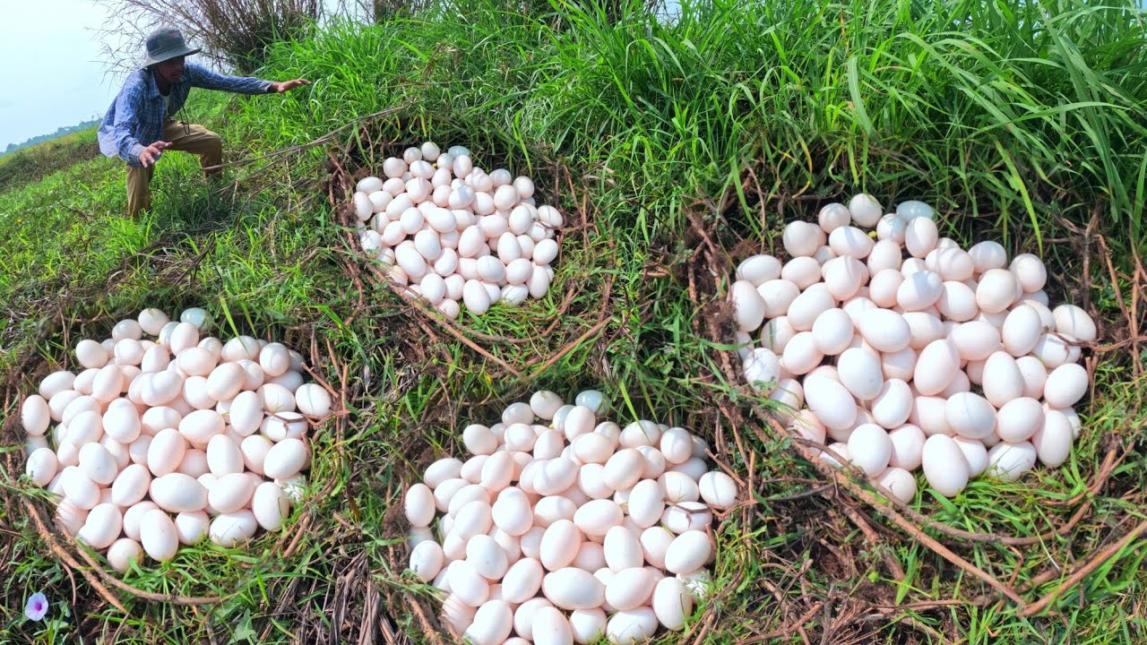 WOW, Farmer pick a lot of duck eggs under the garss in rice field after the rain 