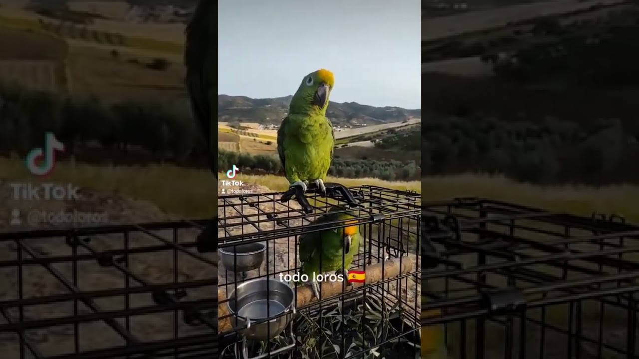 💚loros amazonas hablando 🦜loros verdes