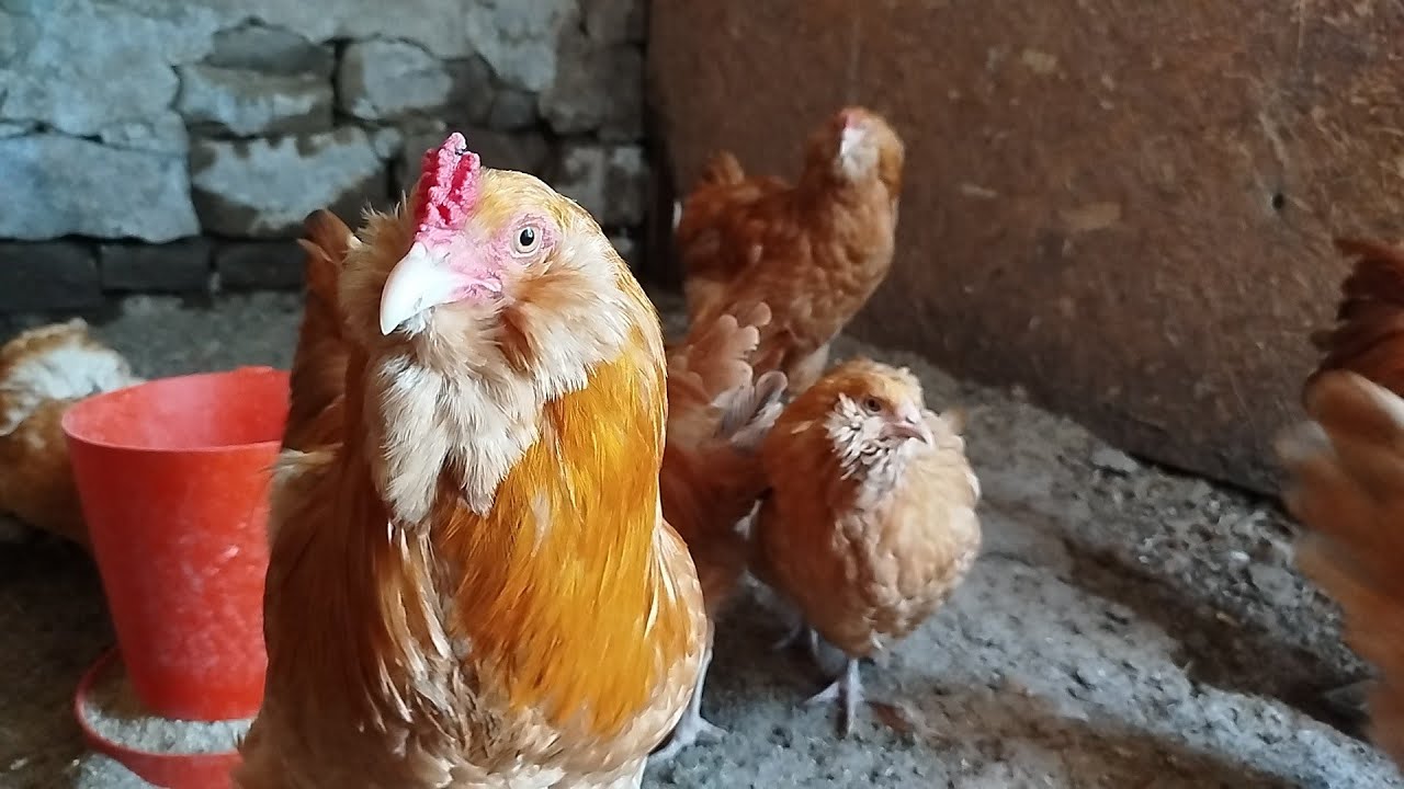 Buf Americanus mavi yumurtacı tavuklarım #maviyumurta#blueeggs