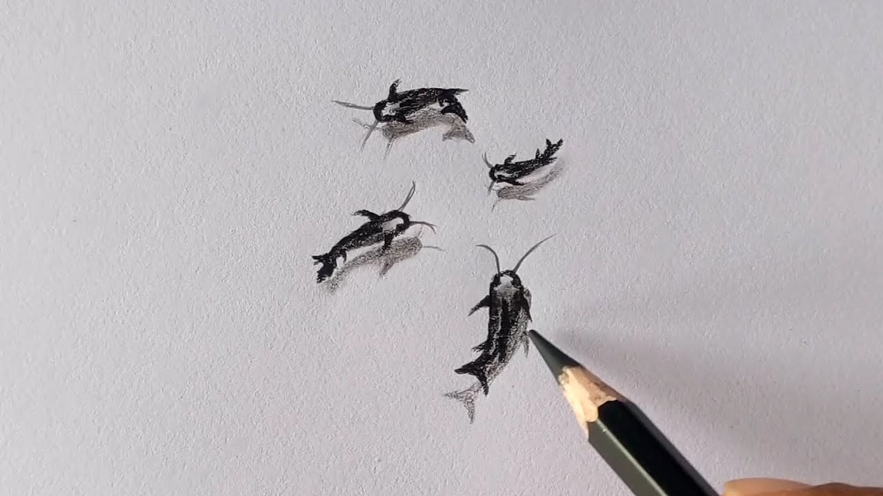 Beautiful fishes pencil drawing #fishes #drawing