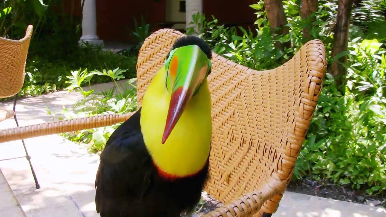 Travel insurance for medical conditions (toucan)