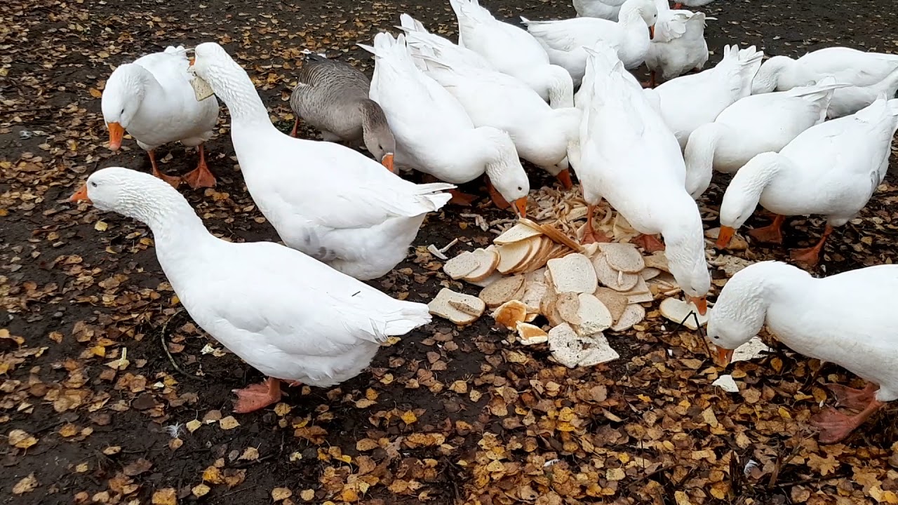 wilden ganzen krijgen brood