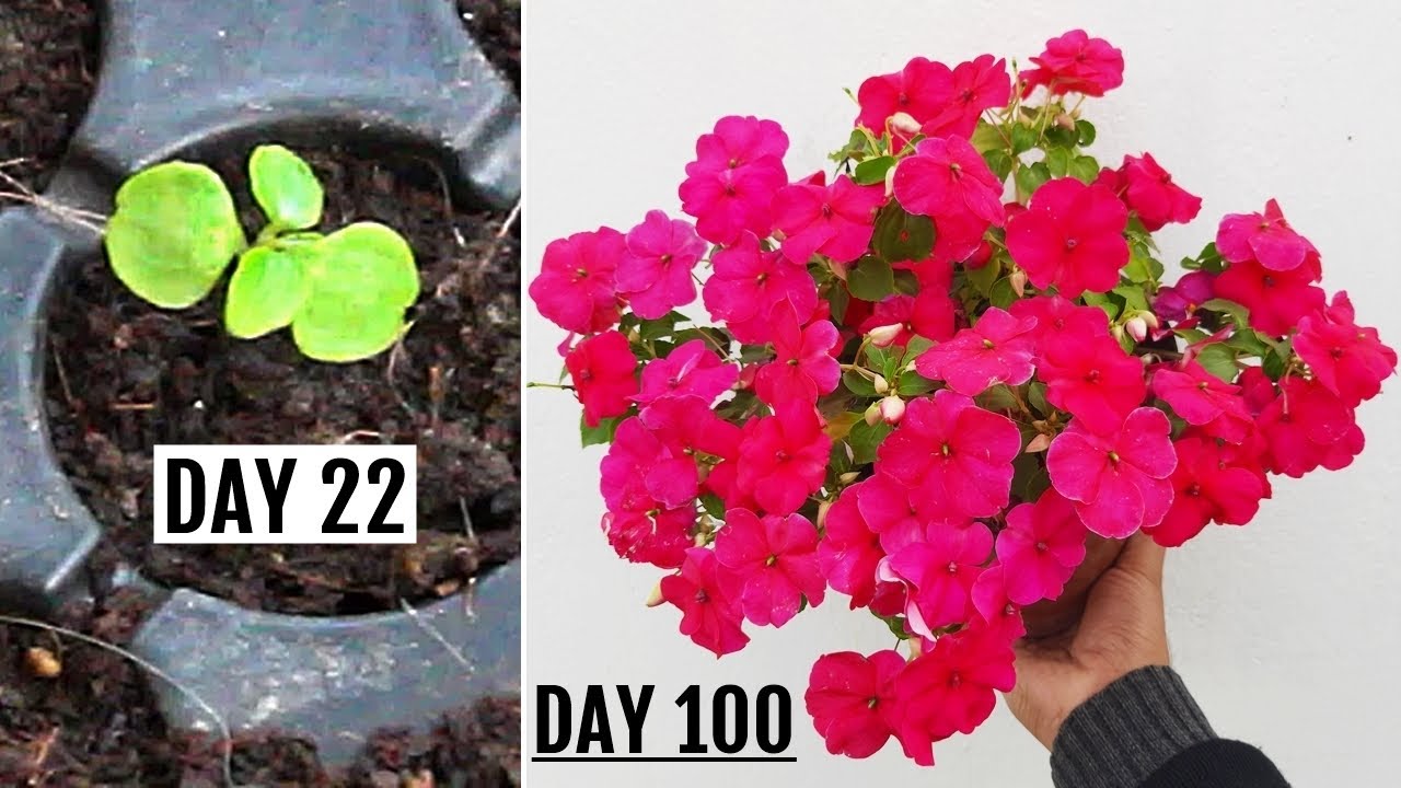 RIGHT Way To GROW Impatiens from Seeds - START to FINISH