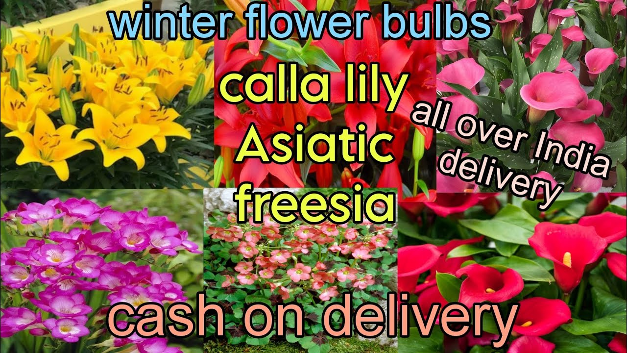 Winter hybrid and imported flower bulbs Asiatic, calla , freesia, ixia rain lily 8273837165