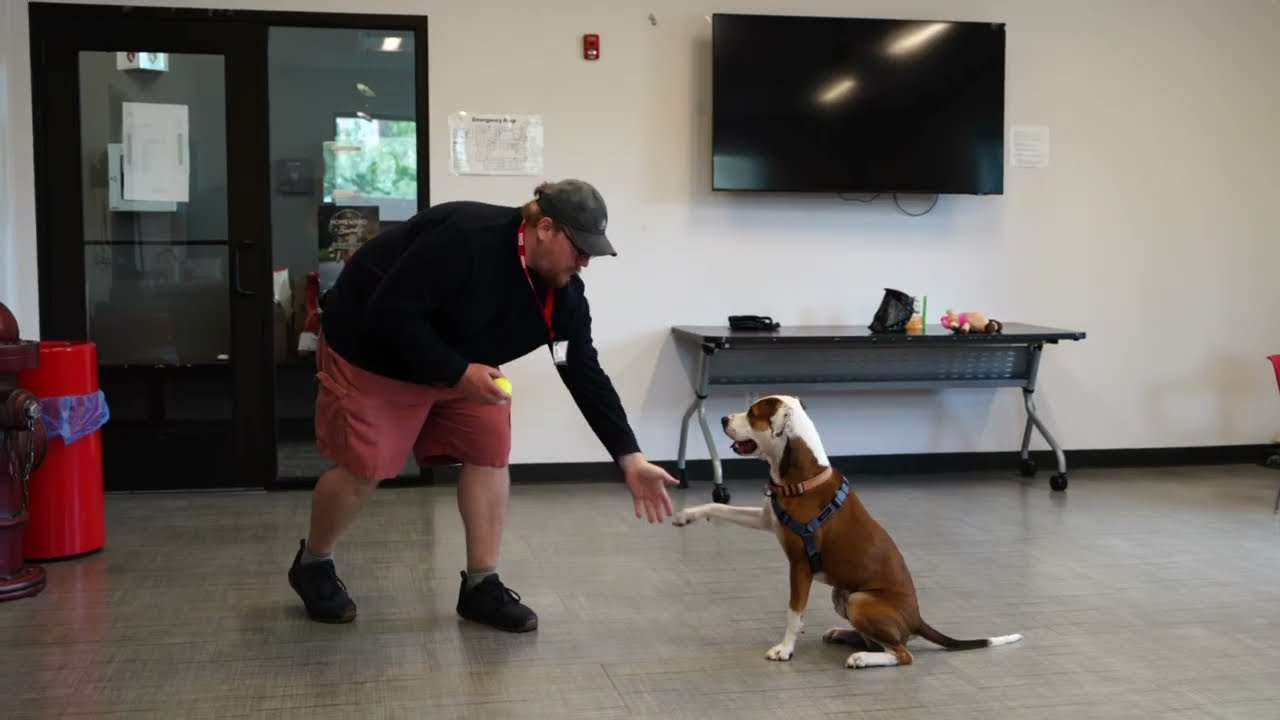Volunteer at Hinsdale Humane Society 🐾 | Animal Shelter Opportunities Near Chicago