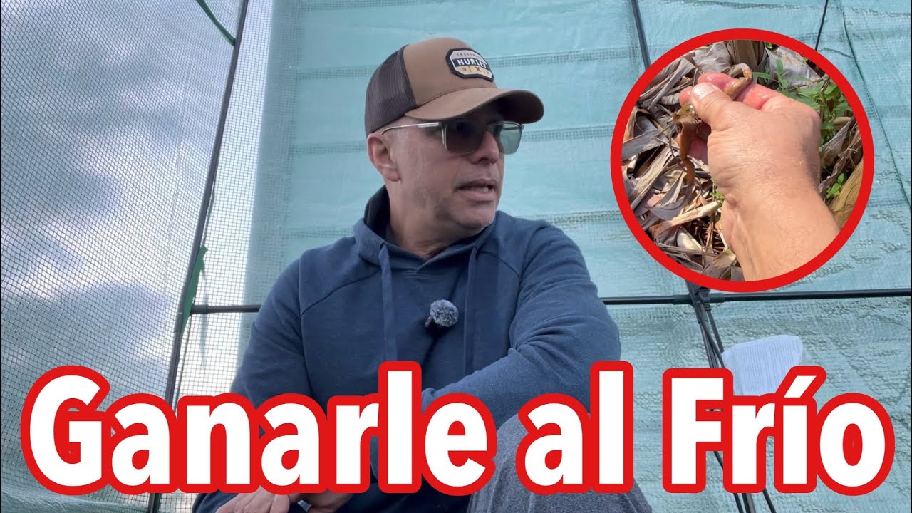 Salvando las Plataneras del Frío - Una Historia Diferente 