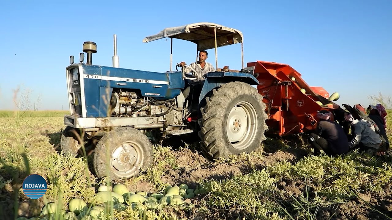 حقول الخير || زراعة الجبس البذري || 28-9-2024