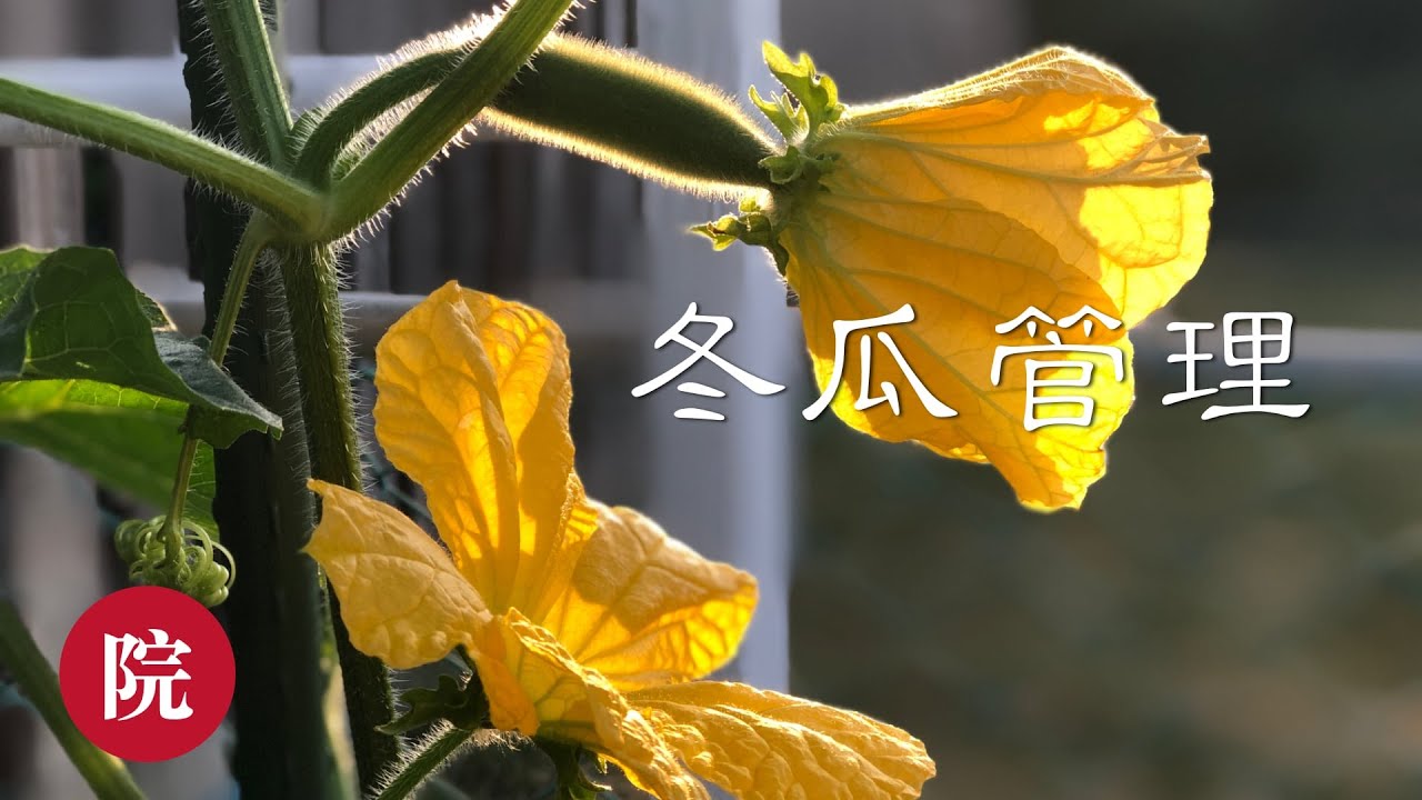 【彬彬有院】种&bull;199家庭种植冬瓜管理//如何给冬瓜打顶，剪侧枝，修剪叶子，人工授粉，追肥以及关于疏花果（不是必须的）