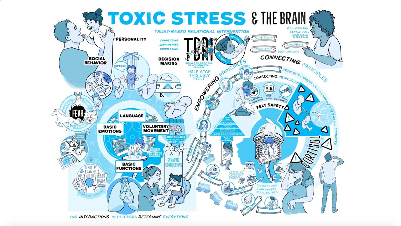 TBRI® Animate: Toxic Stress & The Brain