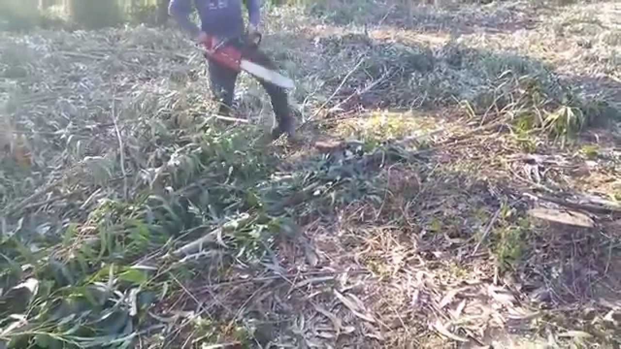 Pequena amostra de corte de Eucalipto