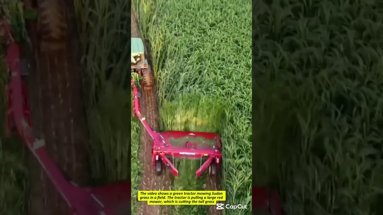 Sudan Grass Harvesting for Livestock Feed