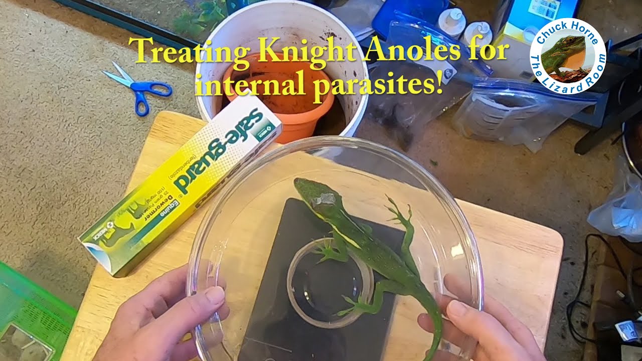 Treating Lizards for Internal Parasites - preventative measures!