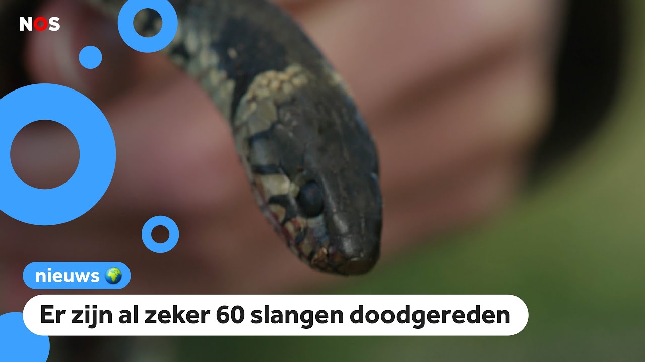 Boswachters waarschuwen voor overstekende slangen