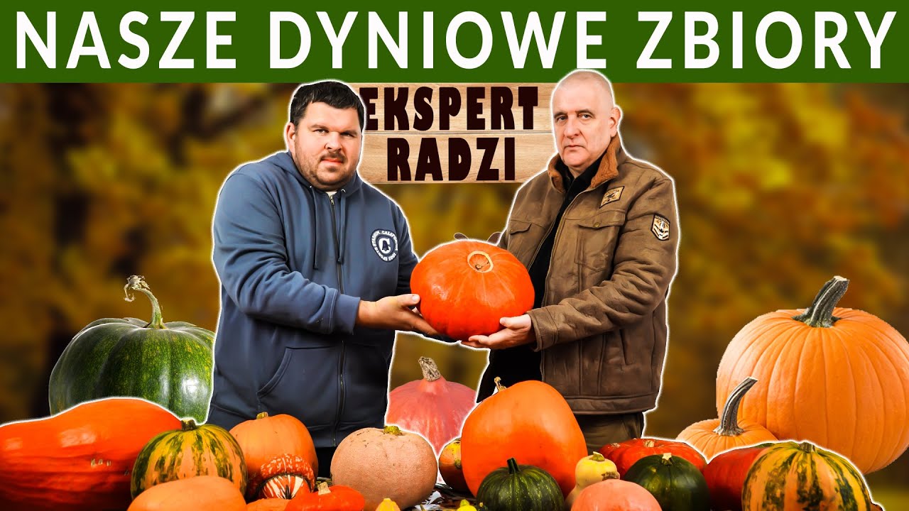 Nasze dyniowe zbiory - przegląd najciekawszych okazów. Porady eksperta.