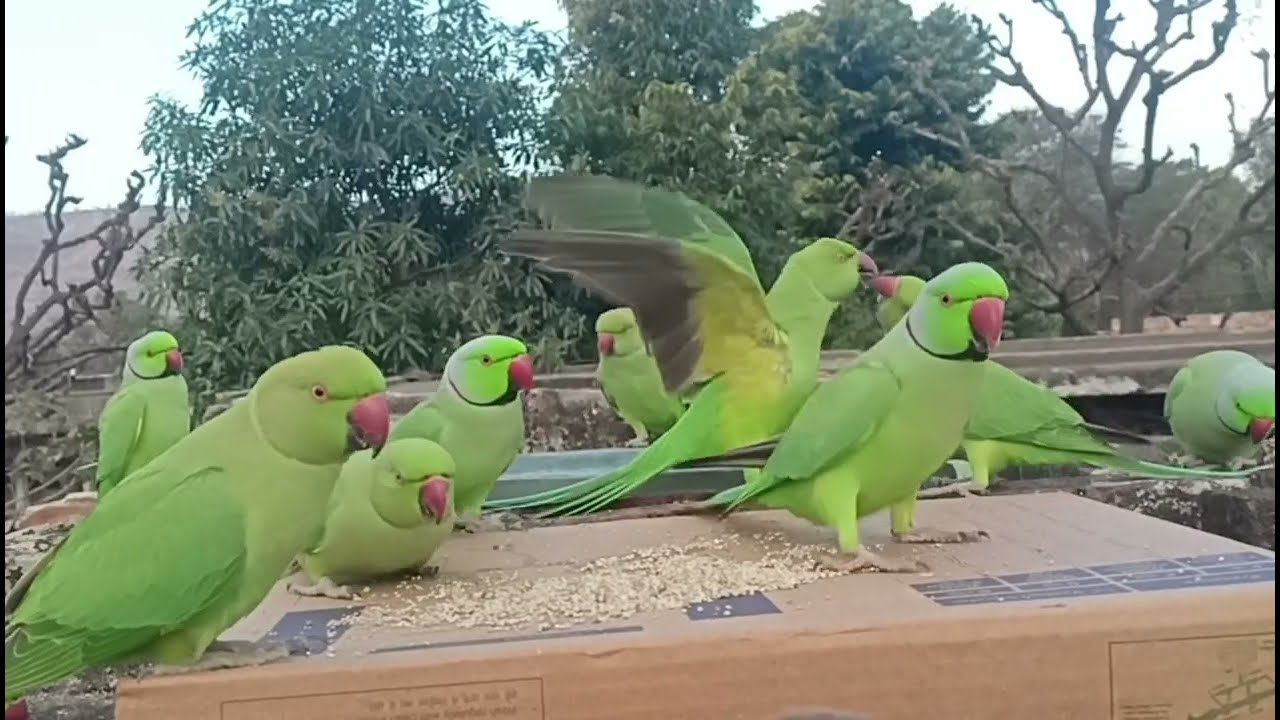 Parrot Talking Videos Compilation