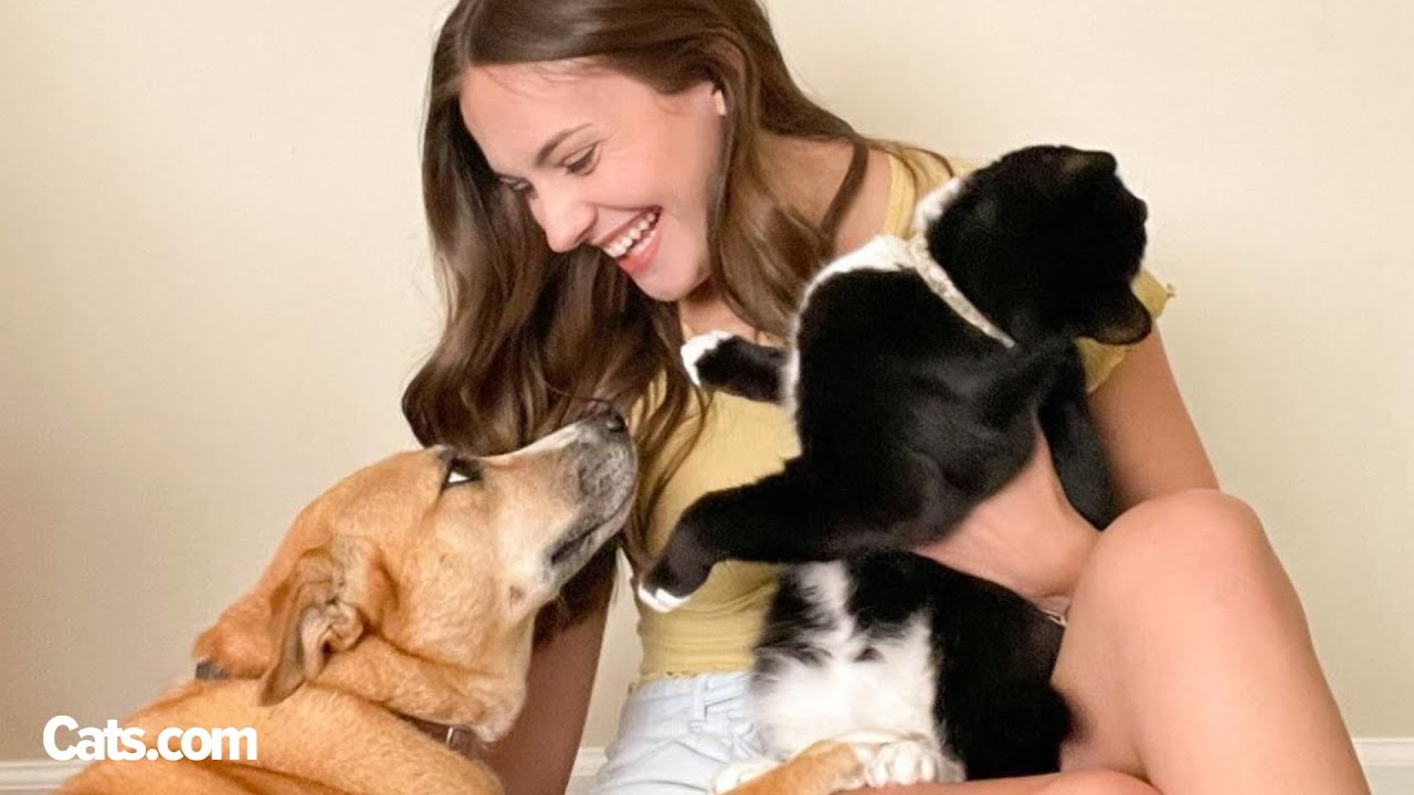 She Wasn't Meant To Keep Her Foster Cat But Her Dog Fell In Love 🥹