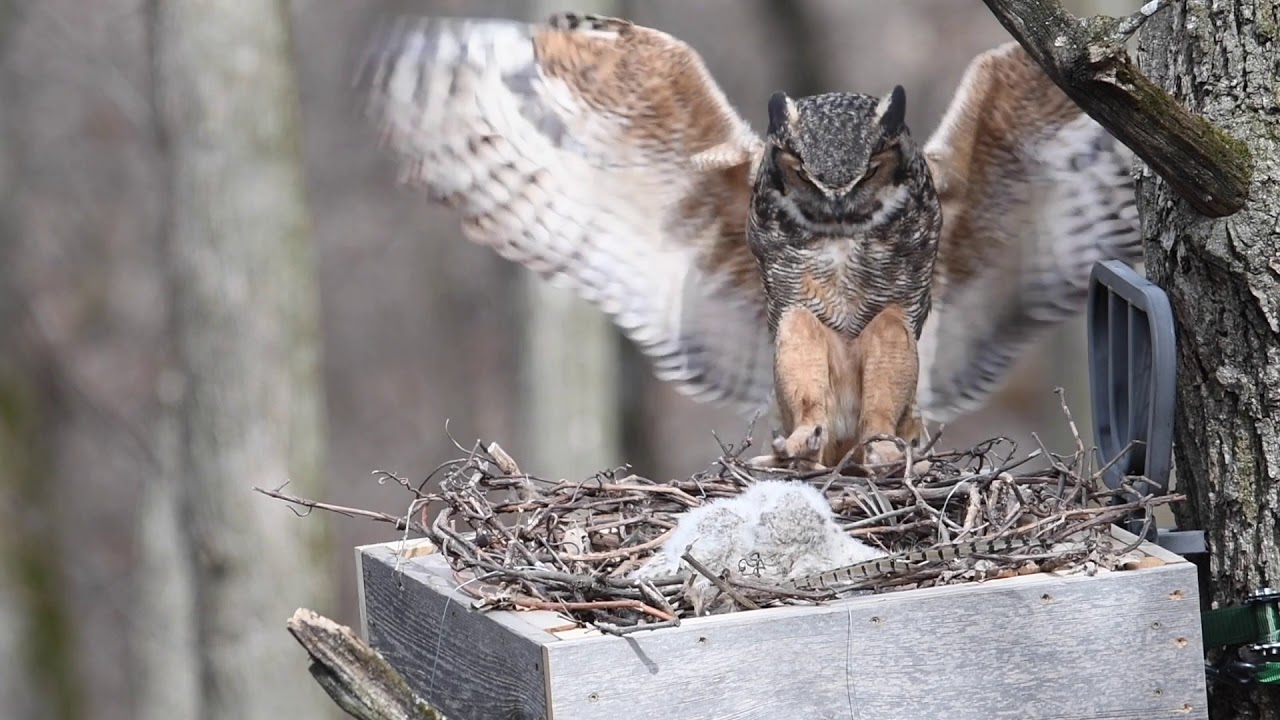 Great Horned Owl Nest Cam 1
