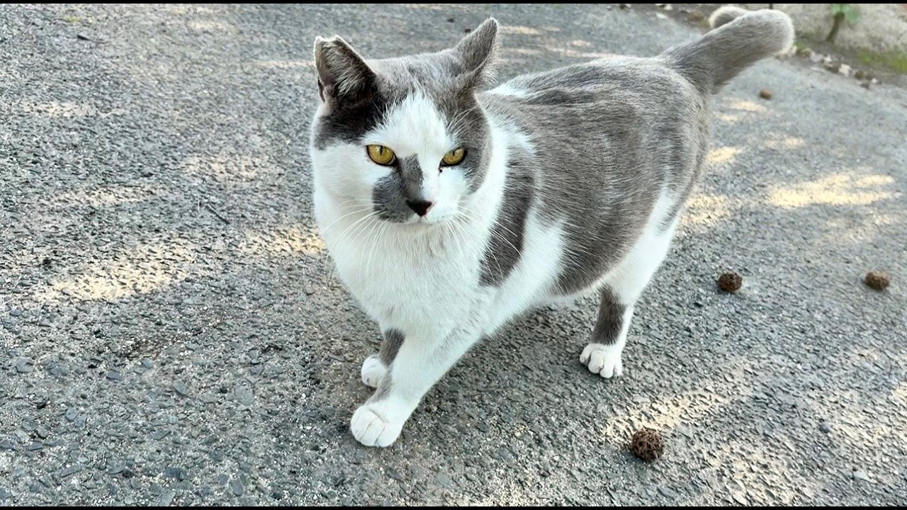 茂みから出て来て喜んでくれる人懐っこくてかわいい猫ちゃん