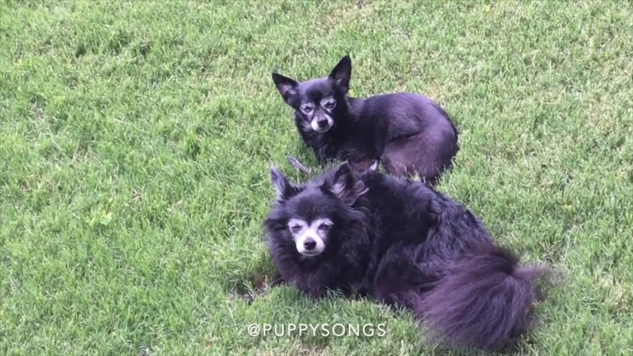 Puppy Songs Compilation - Part 1 (Early Years)