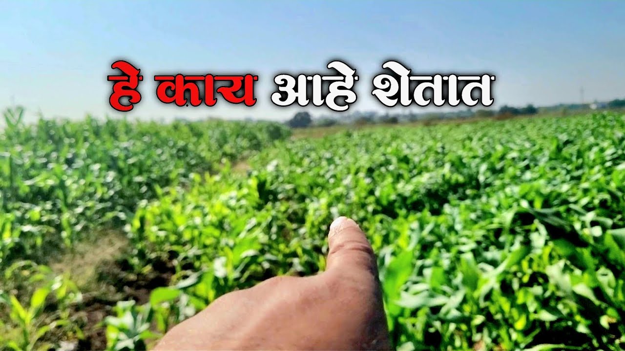 हे काय चालू आहे शेतात चला दाखवतो 