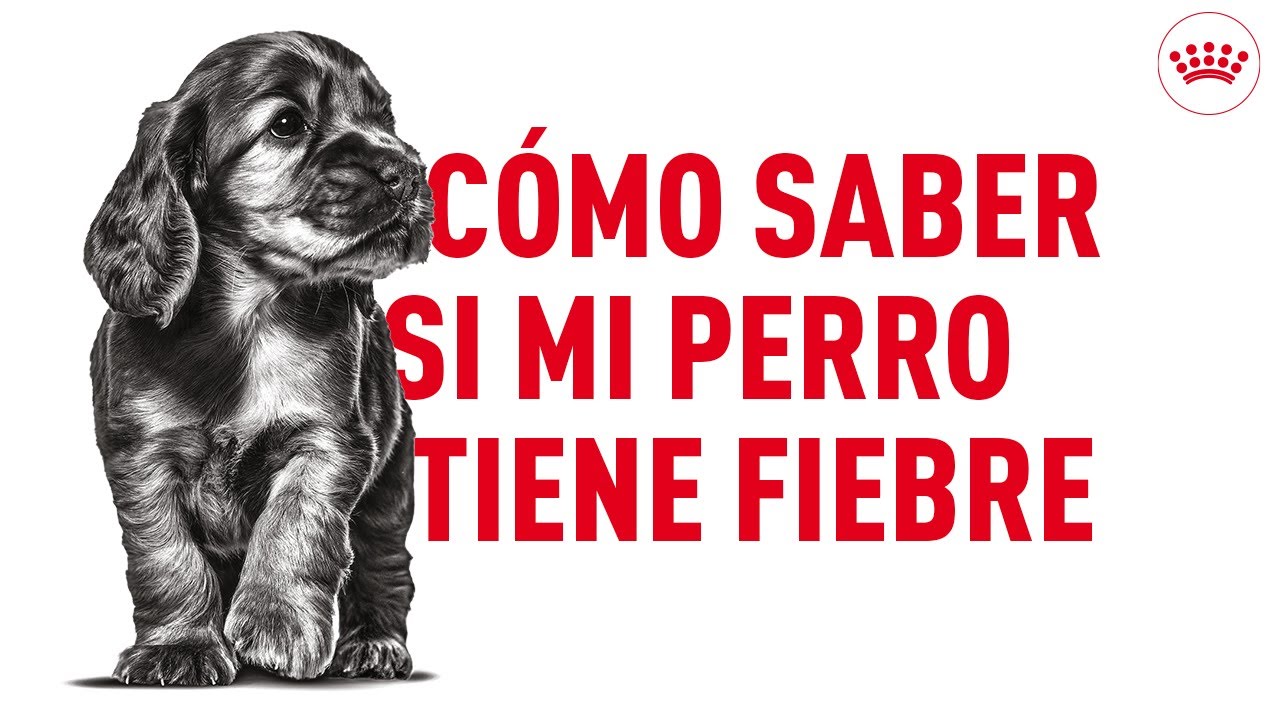 C&oacute;mo saber si mi perro tiene fiebre: s&iacute;ntomas y tratamiento | Royal Canin