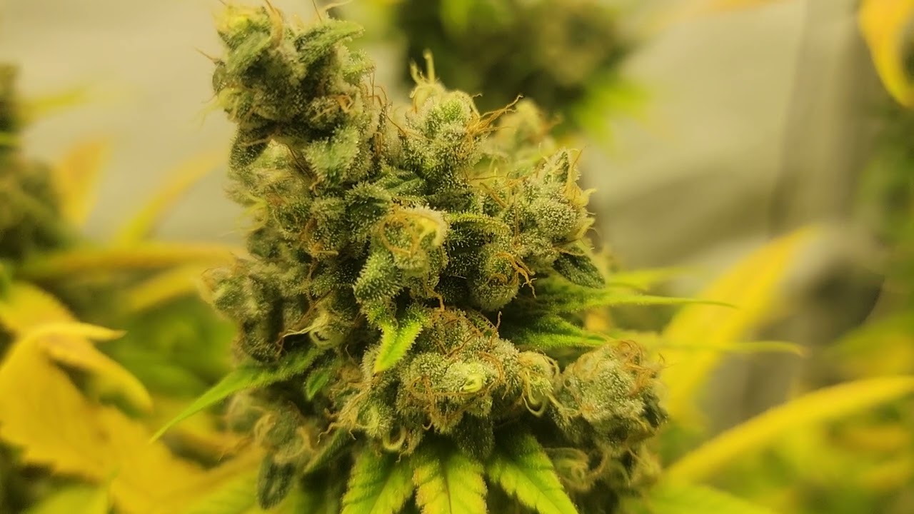 canuk seeds strawberry cough, skunk#1 week 8