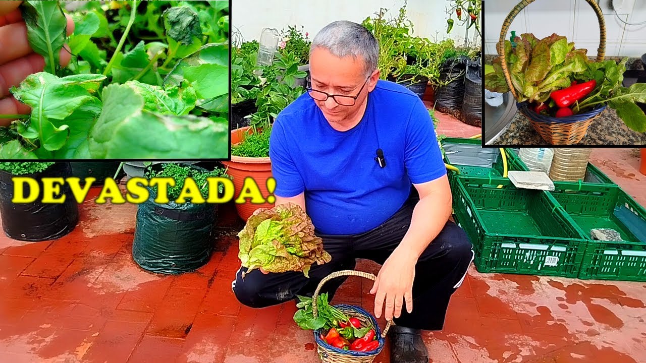 El viento DESTROZÓ mi HUERTA 🍃 protegiendo las PLANTAS cosecha tras  la TEMPESTAD #huertourbano