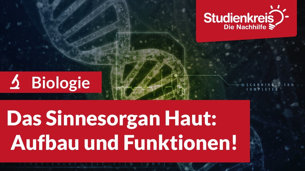 Das Sinnesorgan Haut - Aufbau & Funktionen! | Biologie verstehen mit dem Studienkreis