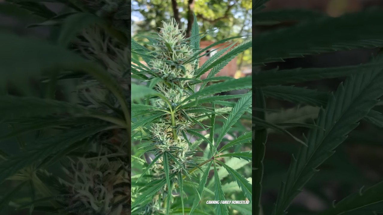Flowering Female Cannabis 2023 #flowers #female #cannabisdaily
