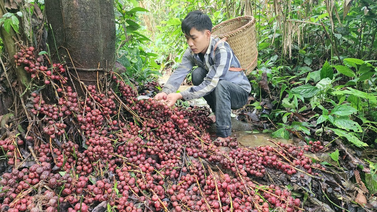 Living alone and gardening in the mountains: harvesting fruit | Triệu Văn Tính
