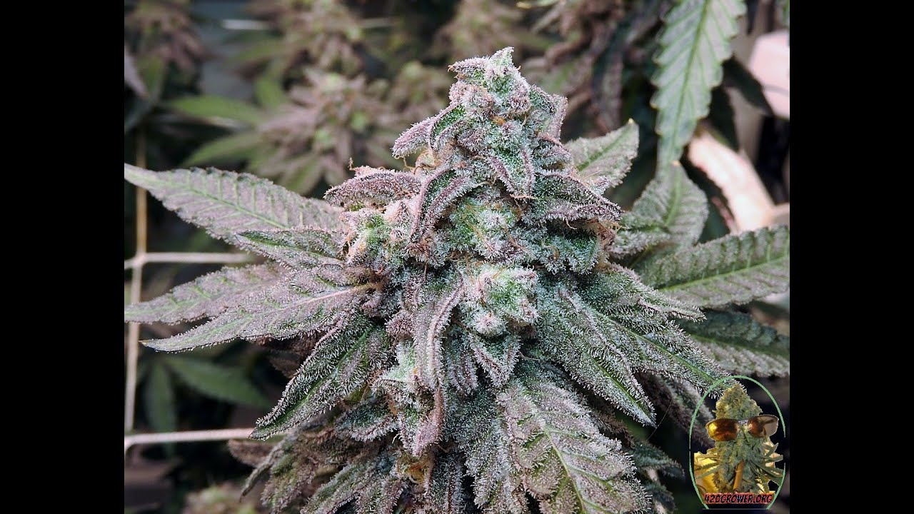 MAC 1 SEA OF GREEN DAY 63