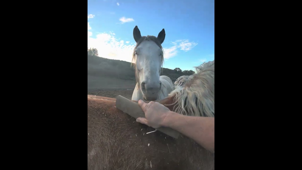The herd lines up for grooming time 