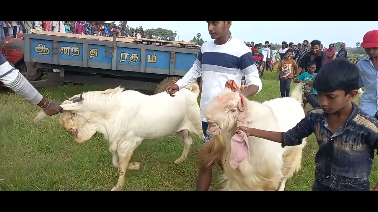 jaffna velvi 2022