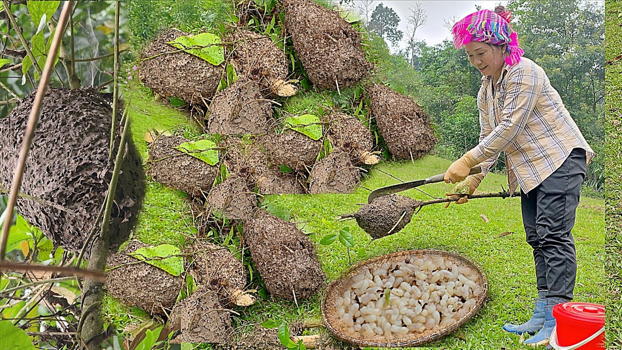 A single mother harvests ant eggs to make delicious cakes for her two sons to enjoy.