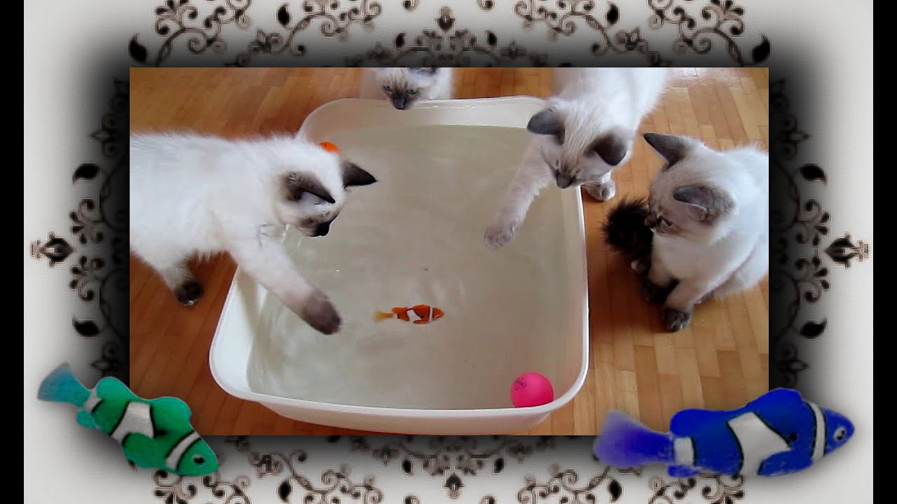 🐱 ﻿Mini Fisch Becken für Katzen | Robo Fish Tank for Cats
