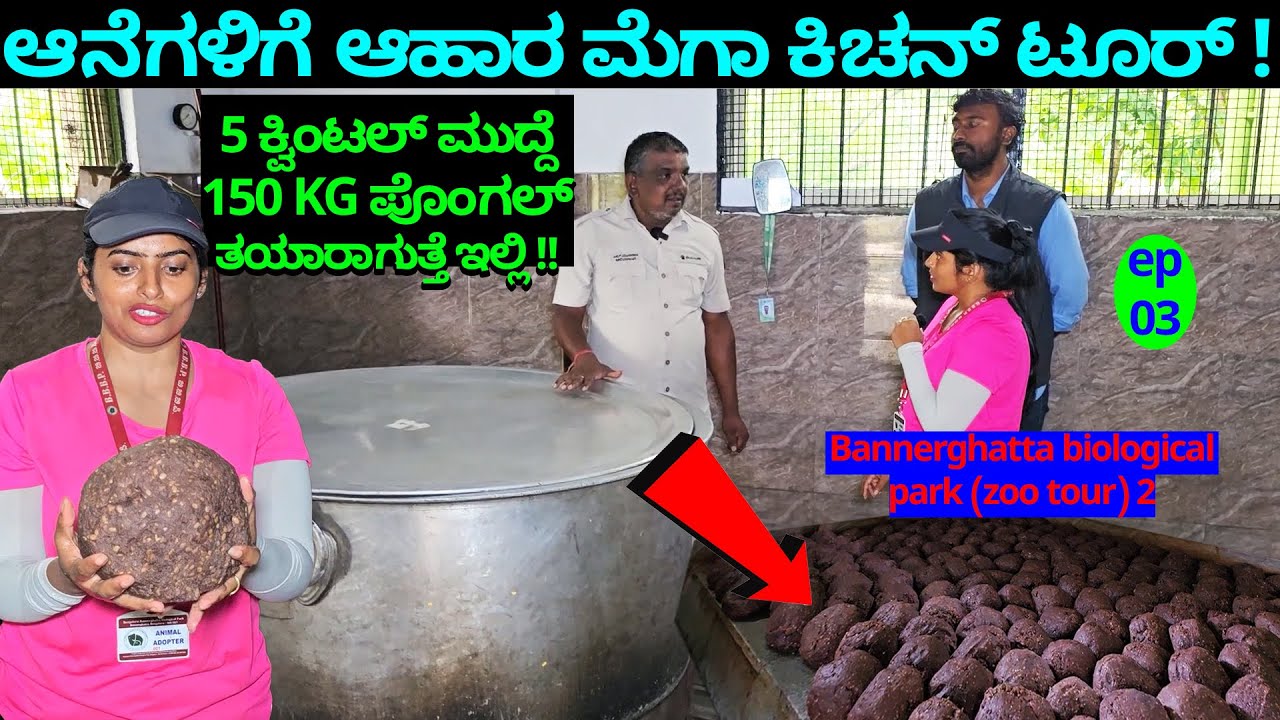 ಆನೆಗಳಿಗೆ ನಿತ್ಯ 5 ಕ್ವಿಂಟಲ್ ಮುದ್ದೆ 150 KG ಪೊಂಗಲ್ ತಯಾರಾಗುತ್ತೆ -BANNERGHATTA ZOO ELEPHANT KITCHEN TOUR-3