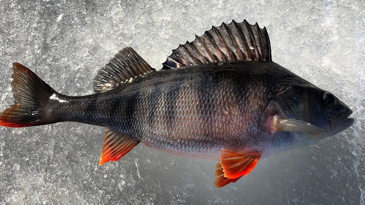 Lär dig fiska abborre med balanspirk🐷
